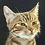 suzizecat